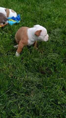 Old english Bulldog
