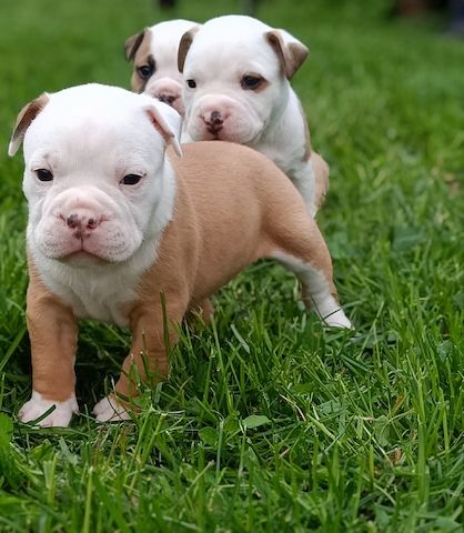 Old english Bulldog