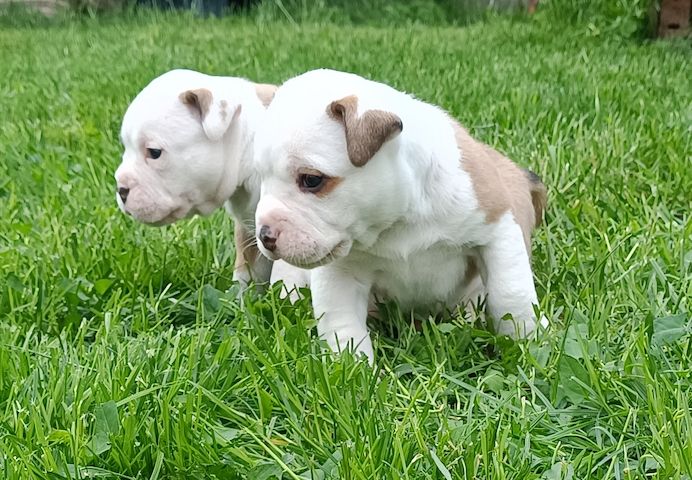 Old english Bulldog