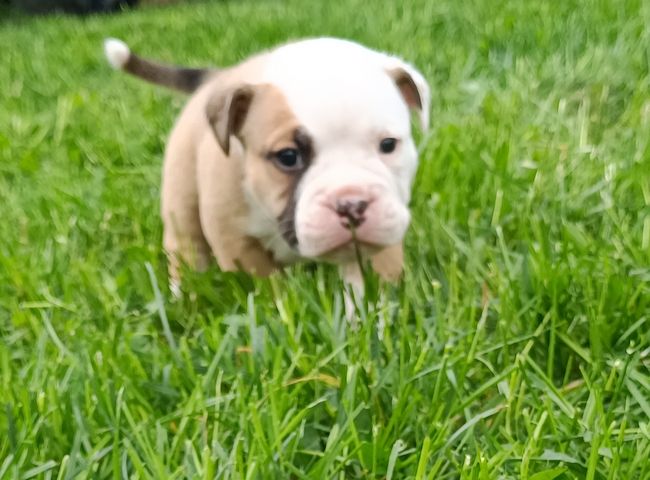 Old english Bulldog