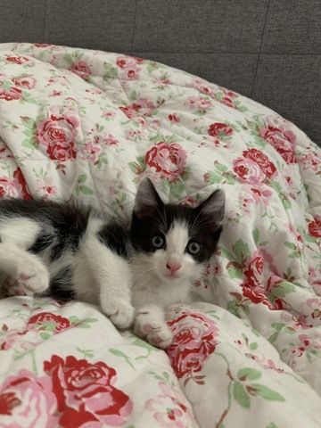 Süsse Kitten suchen ein neues Zuhause