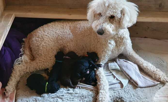 Pudel x Wasserhund Welpen * Mitte Juni 2024
