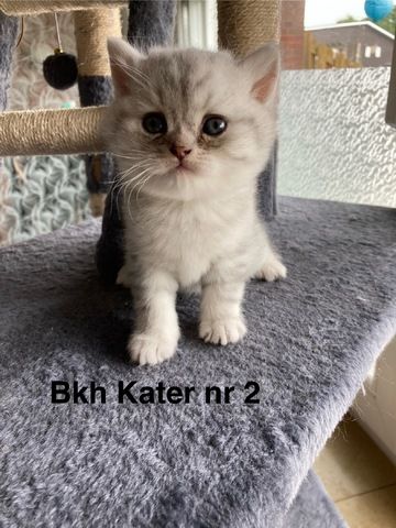 Bkh kitten britisch kurzhaar