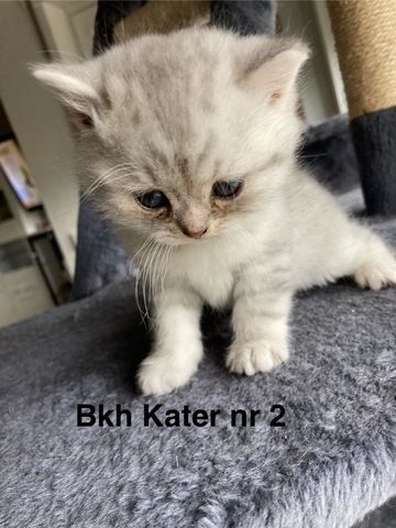 Bkh kitten britisch kurzhaar