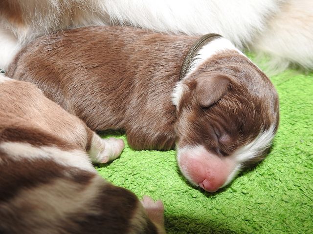 Australian Shepherd Welpen