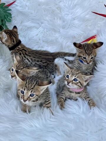 Savannah-Kätzchen zu verkaufen
