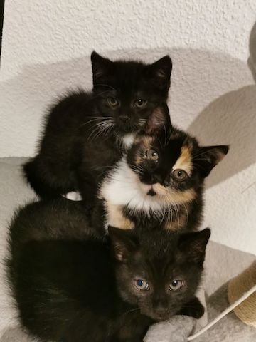Wunderschöne Kätzchen suchen ein neues Zuhause