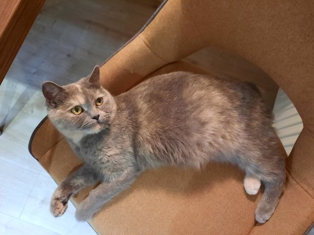 Wunderschöne Kätzchen suchen ein neues Zuhause