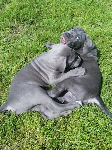Cane Corso Welpen Blue Line