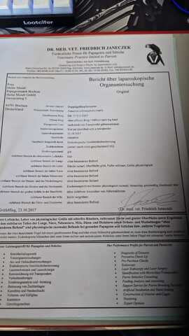 Verkauf 2 Doppelgelbkopf Amazonen
