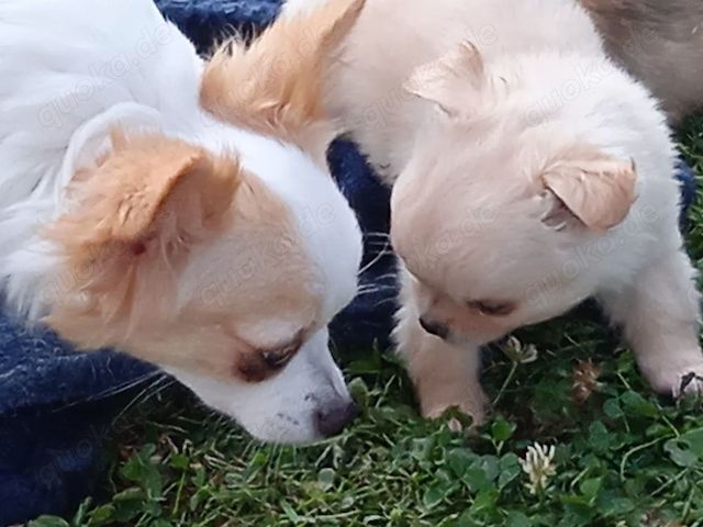 Chihuahua Welpen aus liebevoller Familienaufzucht.