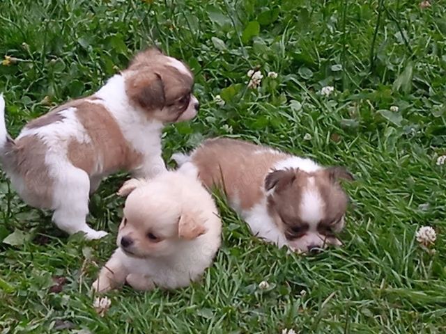 Chihuahua Welpen aus liebevoller Familienaufzucht.