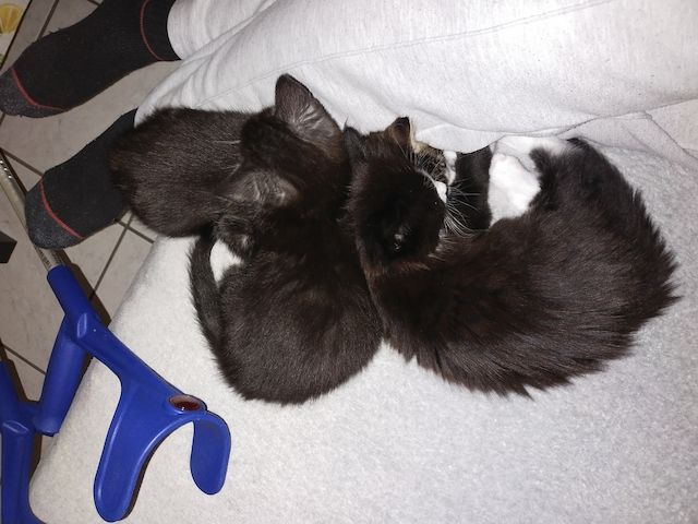 Kitten suchen ein Zuhause