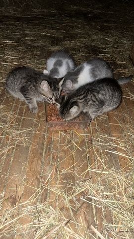 Katzenbabys suchen liebevolles Zuhause