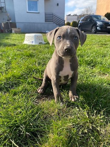 Süße Pitbull-Welpen