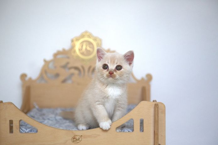 BKH Katze in cream Weiß