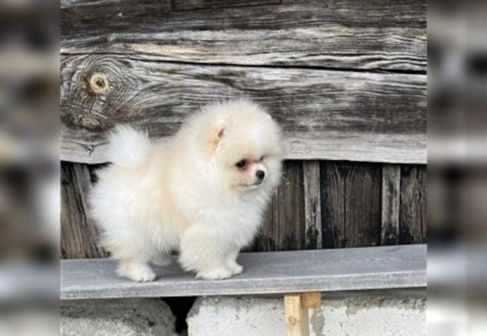 Typvolle Pomeranian Welpen suchen ihr neues Zuhause