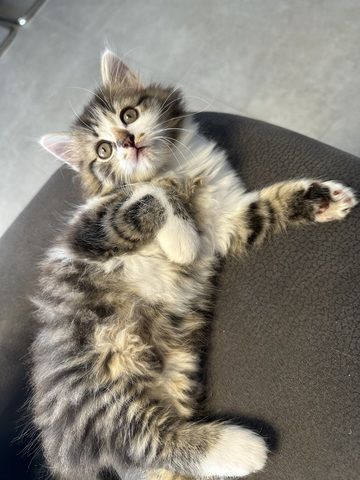 Norwegische Waldkatzen kitten mix
