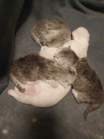 Katzenbabys suchen neues Zuhause!