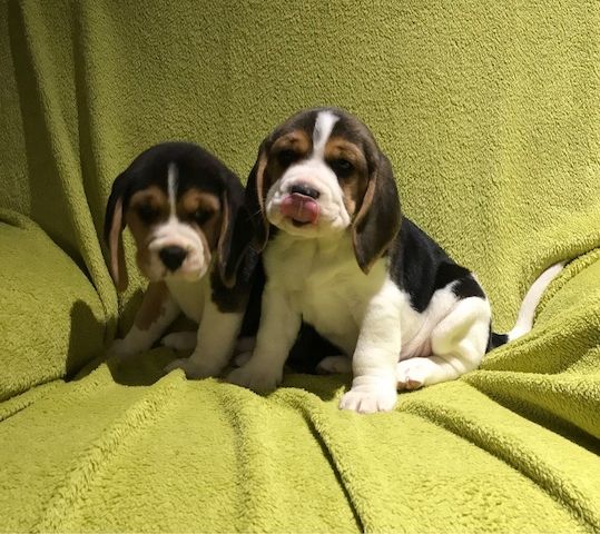 Entzückende Beagle-Welpen