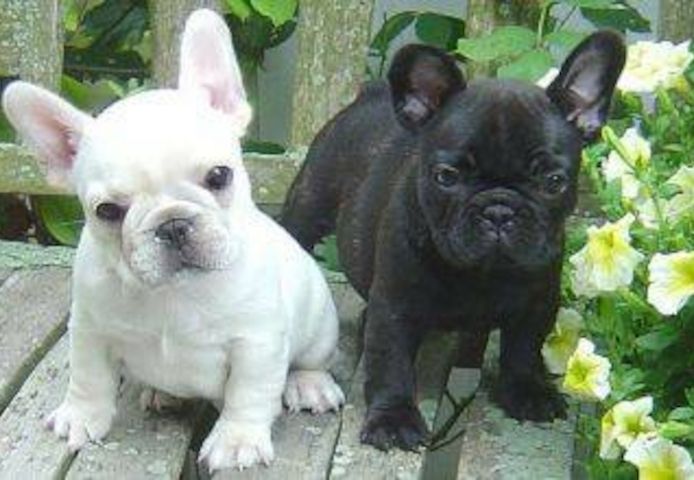 Our beautiful French bulldog puppies