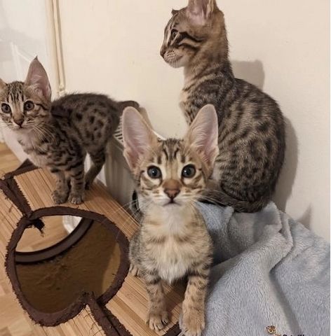 Bescheidene Savannah-Kätzchen brauchen ein gutes Zuhause