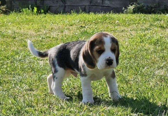Fürsorgliche Beagle-Welpen zu verkaufen