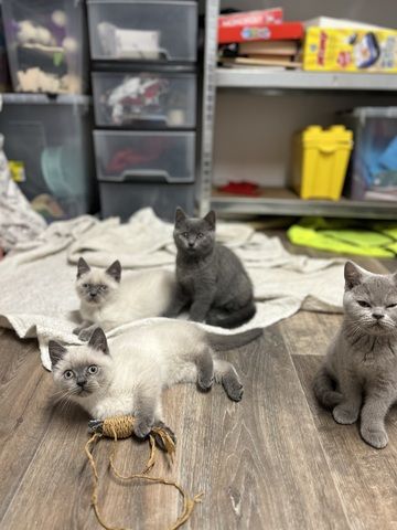 Reinrassige BKH Kitten ab dem 12.07.2024