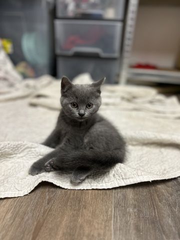 Reinrassige BKH Kitten ab dem 12.07.2024