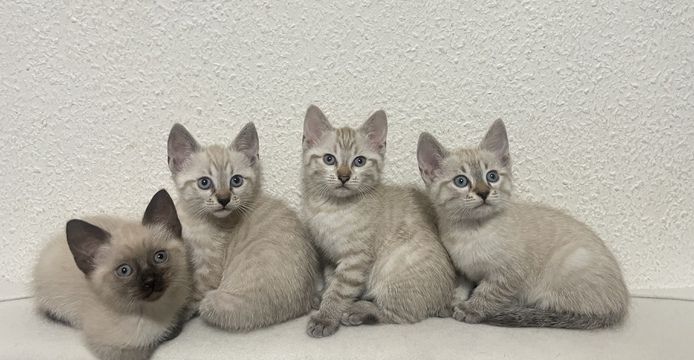 Siam tabby Kitten