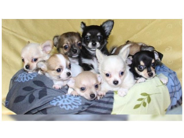 mini Chihuahua Welpen, 10 Wochen alt, kurz- und langhaar whatsapp Nummer (+37069673271)