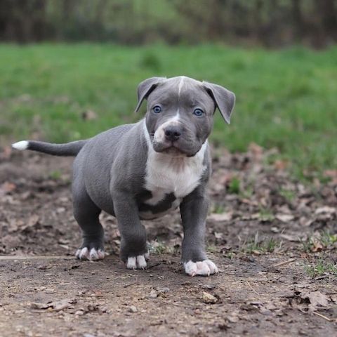 American Pitbull Terrier blueline whatsapp Nummer (+37069673271)