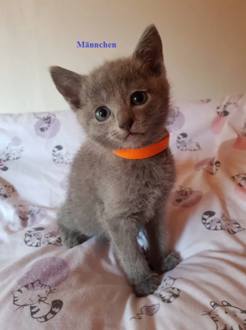 Russisch Blau Kitten reinrassig