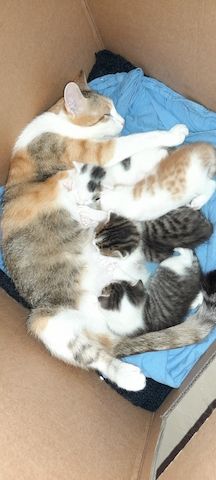Katzenbabys BKH Mix, Babykatzen Katzen Kitten