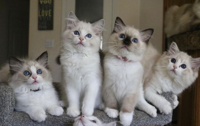 Fürsorgliche Ragdoll-Kätzchen für ein gutes Zuhause