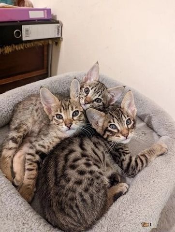 Gesunde Savannah-Kätzchen suchen neues Zuhause