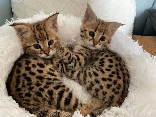 Wunderschöne Savannah-Kätzchen sind nun bereit