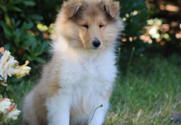 Colliewelpe (Rüde)