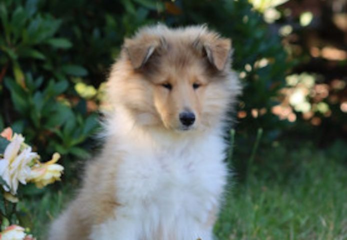 Colliewelpe (Rüde)