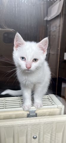 Khao Manee, Maine Coon, EKH Kitten