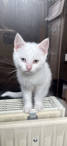 Khao Manee, Maine Coon, EKH Kitten