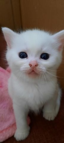 Bkh kitten mix