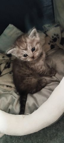 Bkh kitten mix
