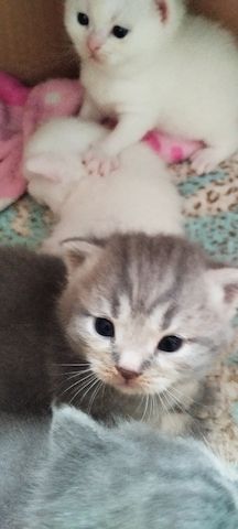 Bkh kitten mix