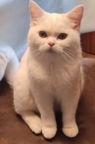 Bkh kitten mix