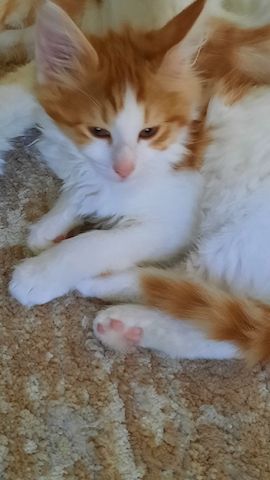 Reinrassige Türkisch Angora Kitten