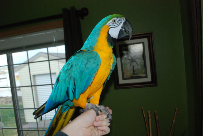 Blauer und gelber Ara-Papagei