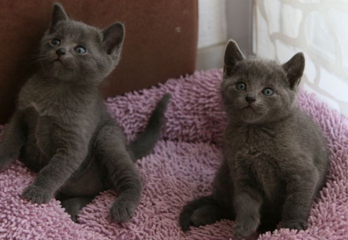 Reinrassige Russisch Blau Kitten mit Stammbaum