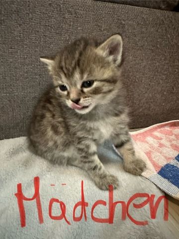 Noch 5 BKH Kitten suchen ab Mitte September ein neues zu Hause!