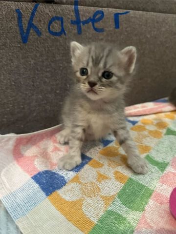 Noch 5 BKH Kitten suchen ab Mitte September ein neues zu Hause!